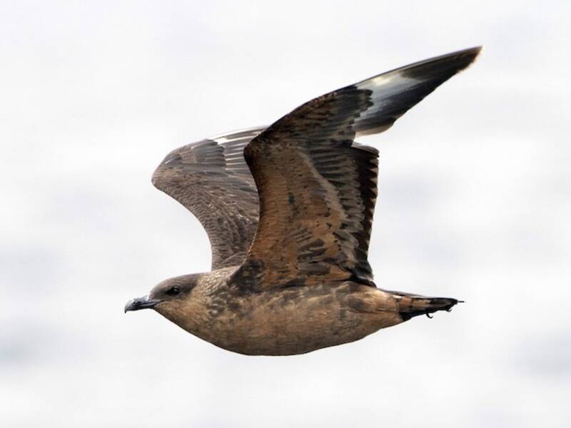 Chile-Skua, Fotos 2