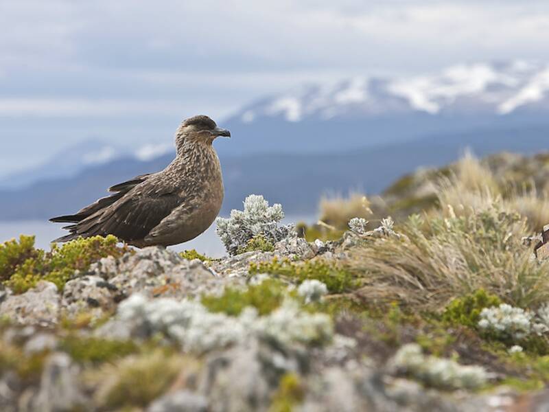 Chile-Skua