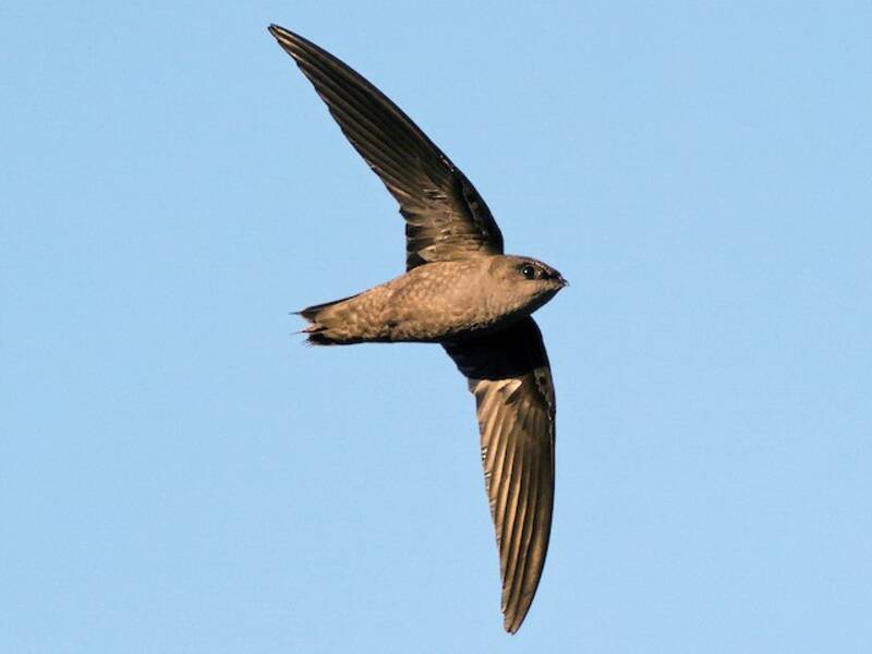 Chimney Swift, 照片 3