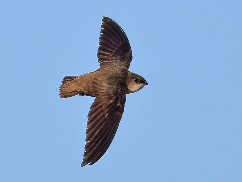 Chimney Swift, 照片 2