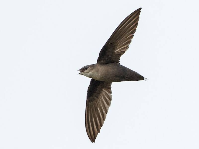 Chimney Swift (Chaetura pelagica)