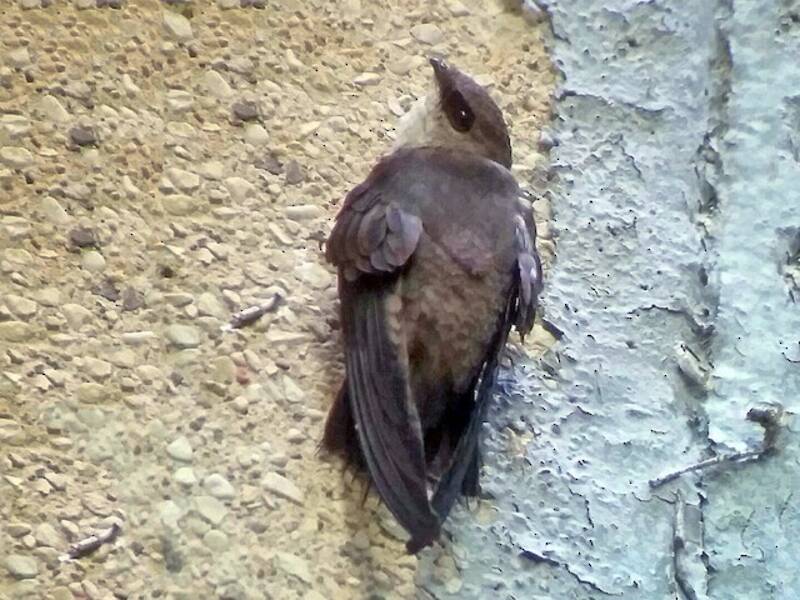 Chimney Swift, 照片 4