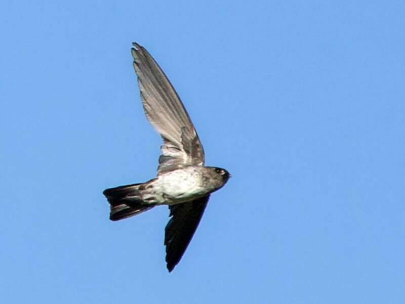 Christmas Island Swiftlet, Photos 4
