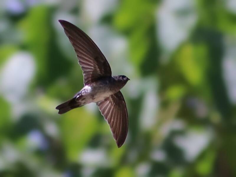 Christmas Island Swiftlet, Photos 2