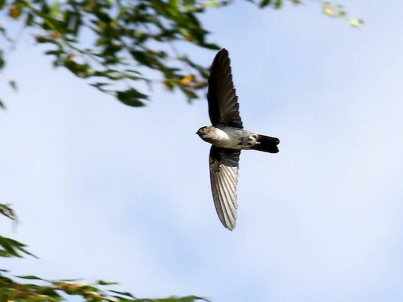 Christmas Island Swiftlet, Photos 3