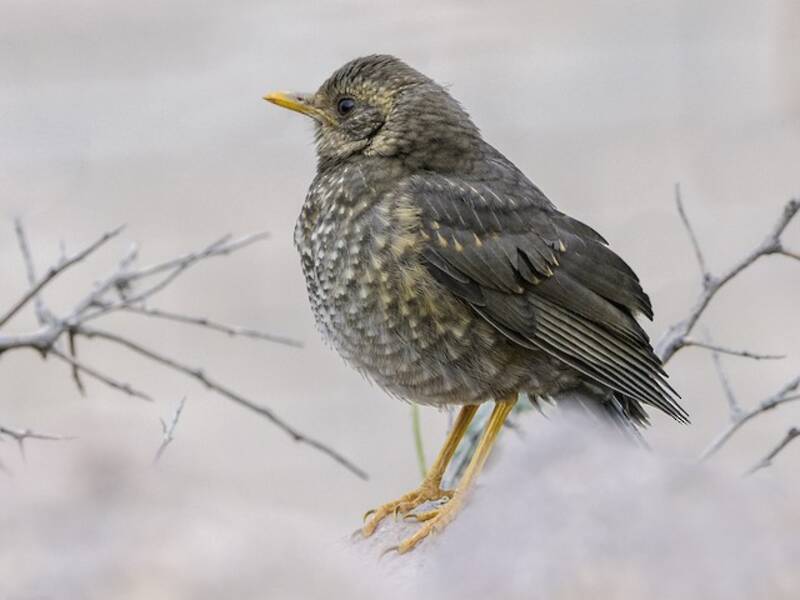 Chiguanco Thrush