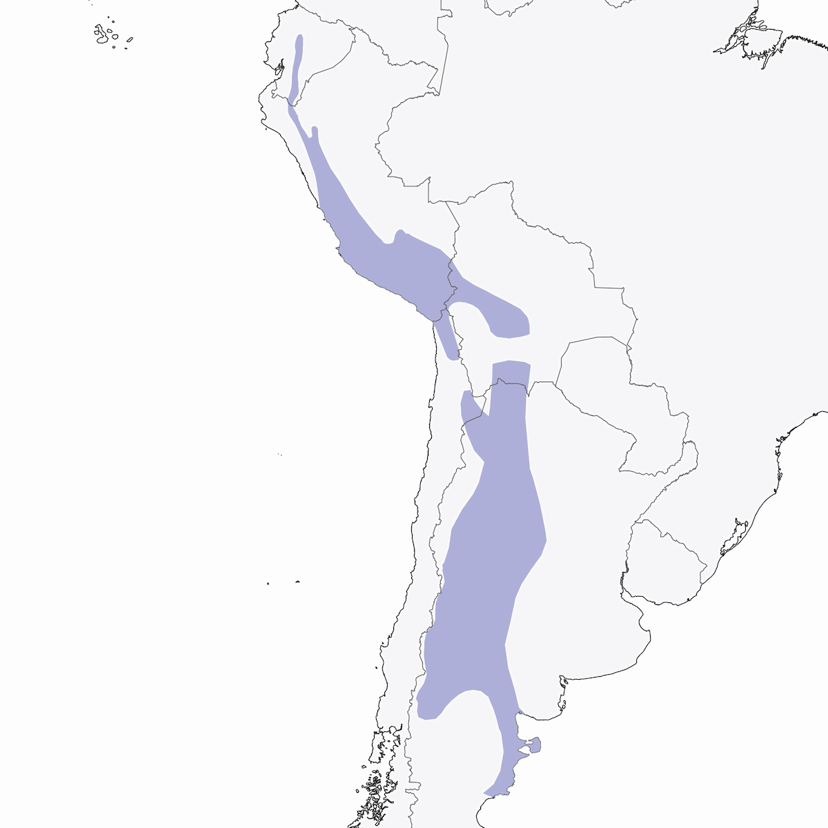 Tordo chiguanco, Distribuzione 1