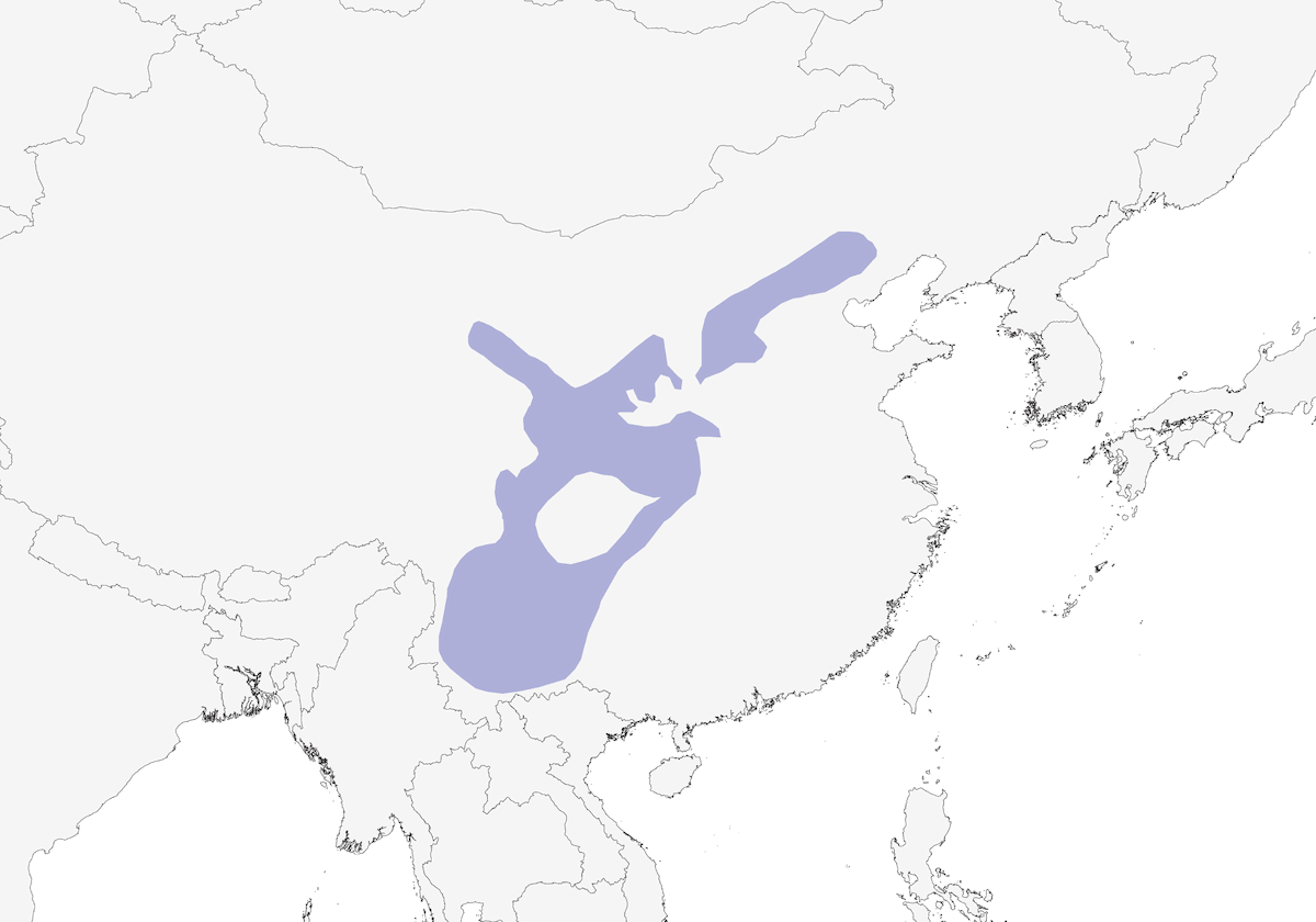 Chinadrossel, Verbreitung 1