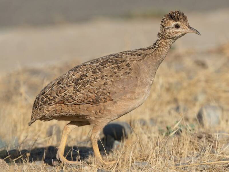 Chilean Tinamou (Nothoprocta perdicaria)