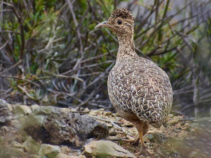 Chilean Tinamou, Photos 2
