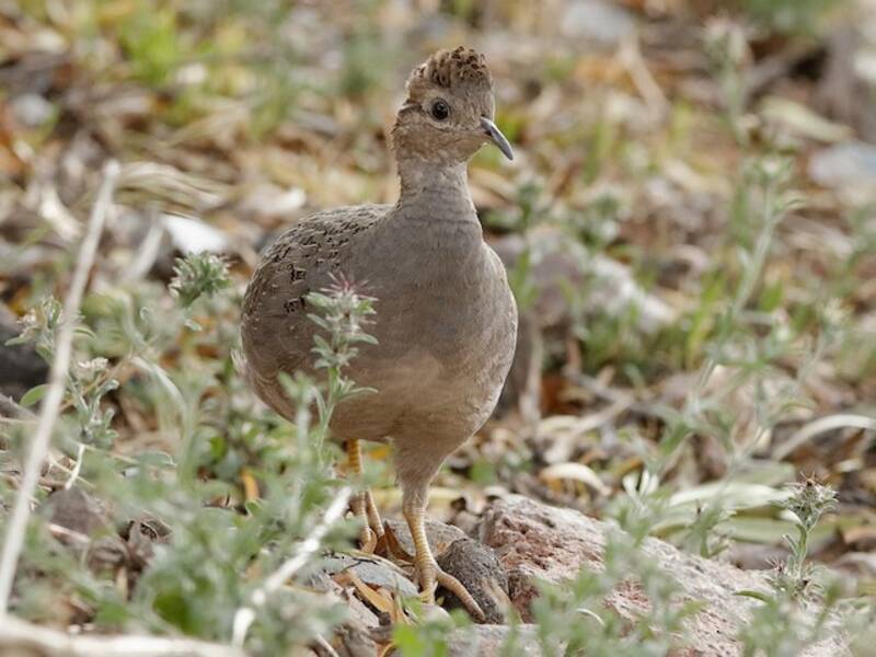 Chilean Tinamou, Photos 3