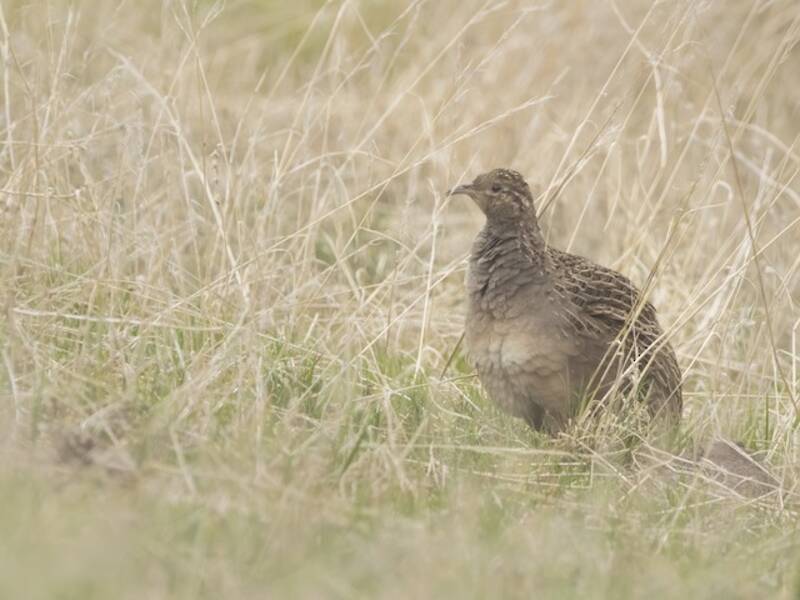 Chilean Tinamou, Photos 4