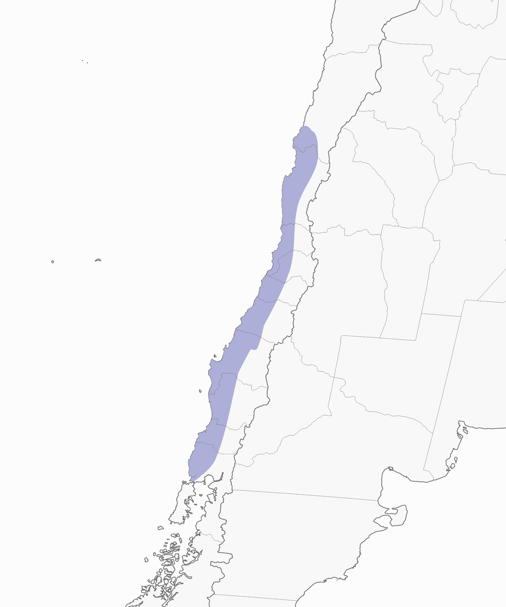 Chilean Tinamou, Distribution 1