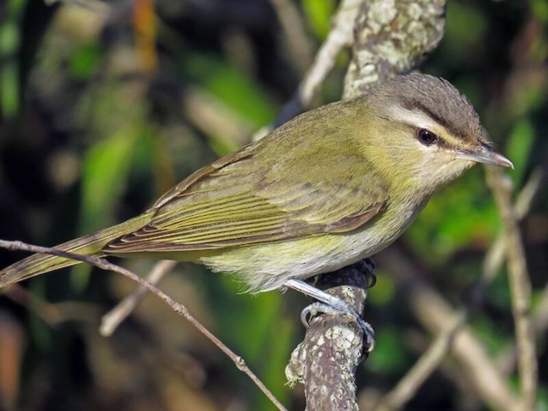 Vireo Chiví, Fotos 2