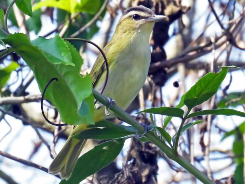 Vireo Chiví, Fotos 4