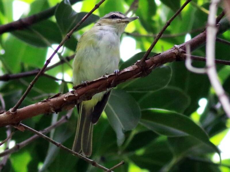 Vireo Chiví, Fotos 3