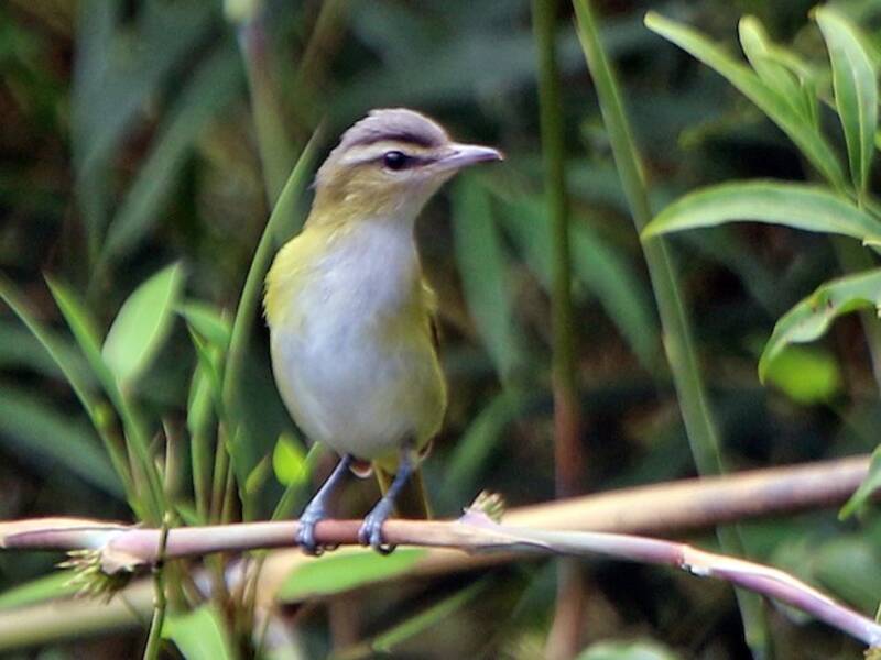 Chivi-Vireo