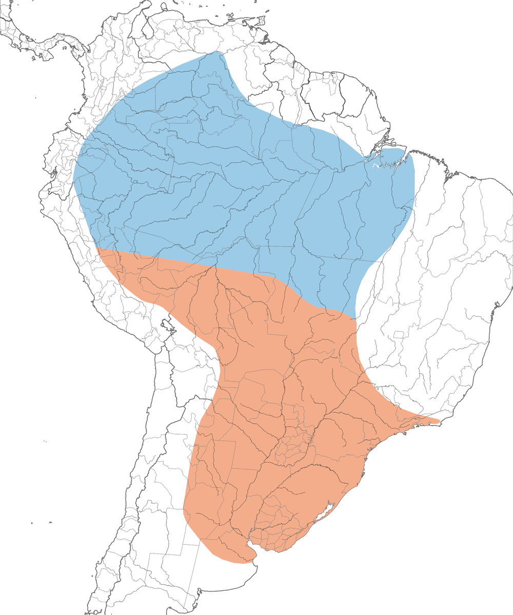 Vireo Chiví, Distribución 1