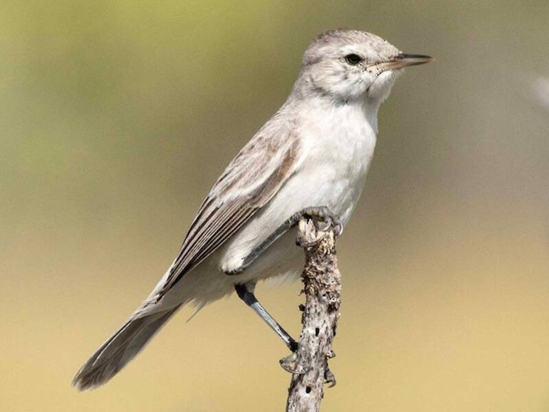 Kiritimati Reed Warbler, 照片 3