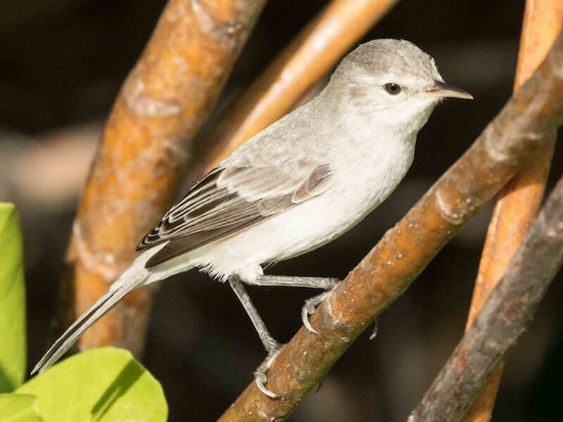 Kiritimati Reed Warbler, 照片 2