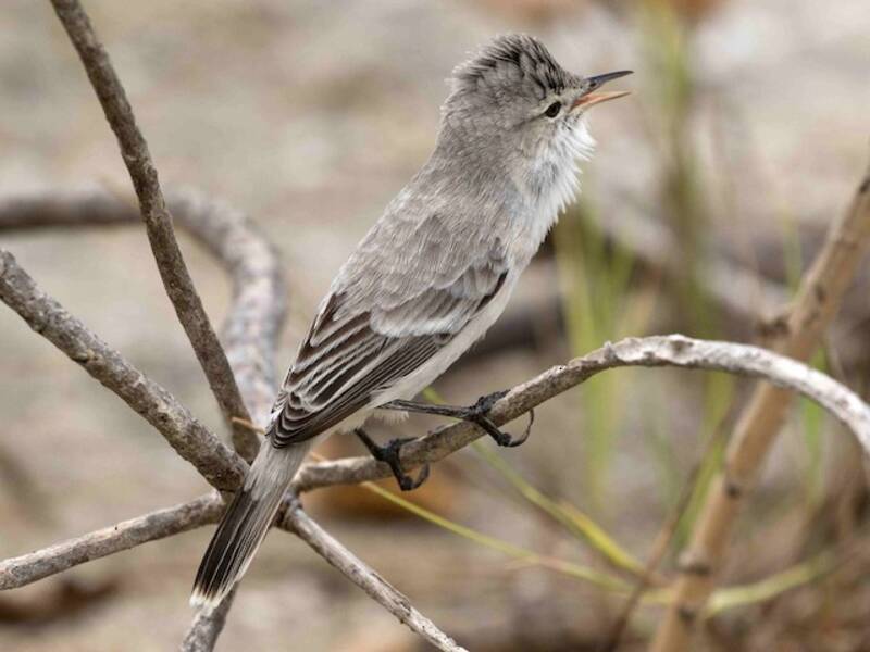 Kiritimati Reed Warbler