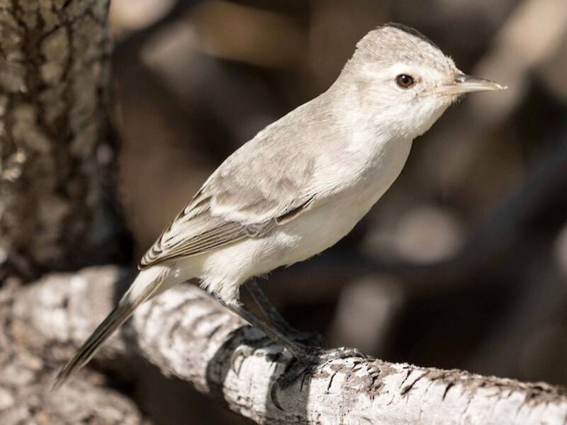 Kiritimati Reed Warbler, 照片 4