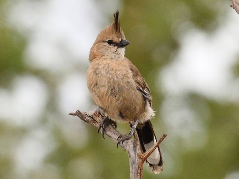 Chiming Wedgebill, Photos 3
