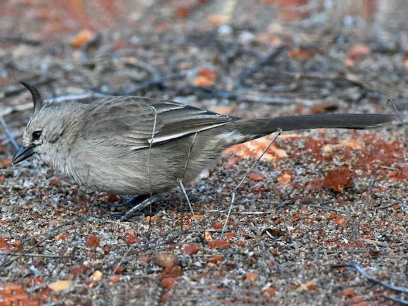 Chiming Wedgebill, Photos 2