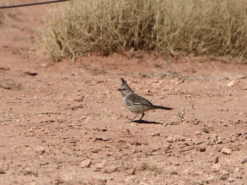 Chiming Wedgebill, Photos 4