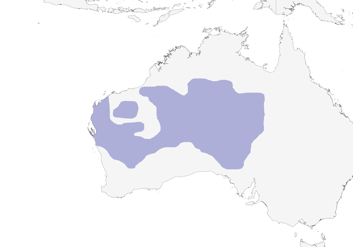 Chiming Wedgebill, Distribution 1