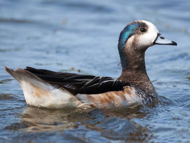 Chiloe Wigeon