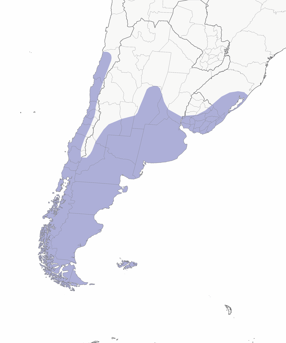 Silbón Chileno, Distribución 1