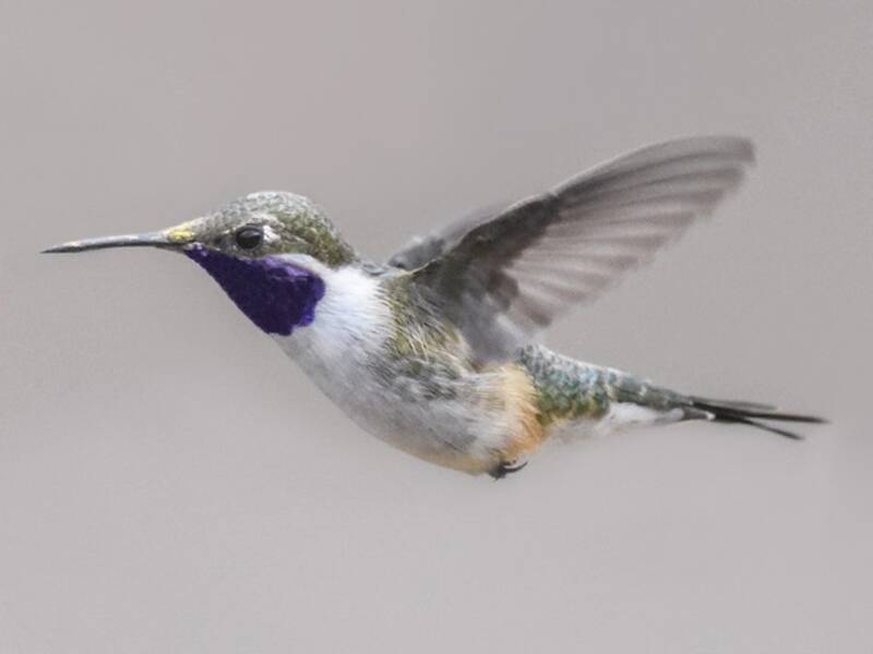 Stellina del Cile, Foto 4