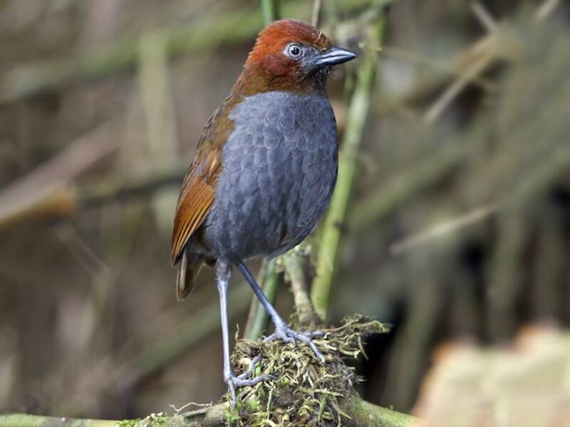 Chestnut-naped Antpitta, Photos 3