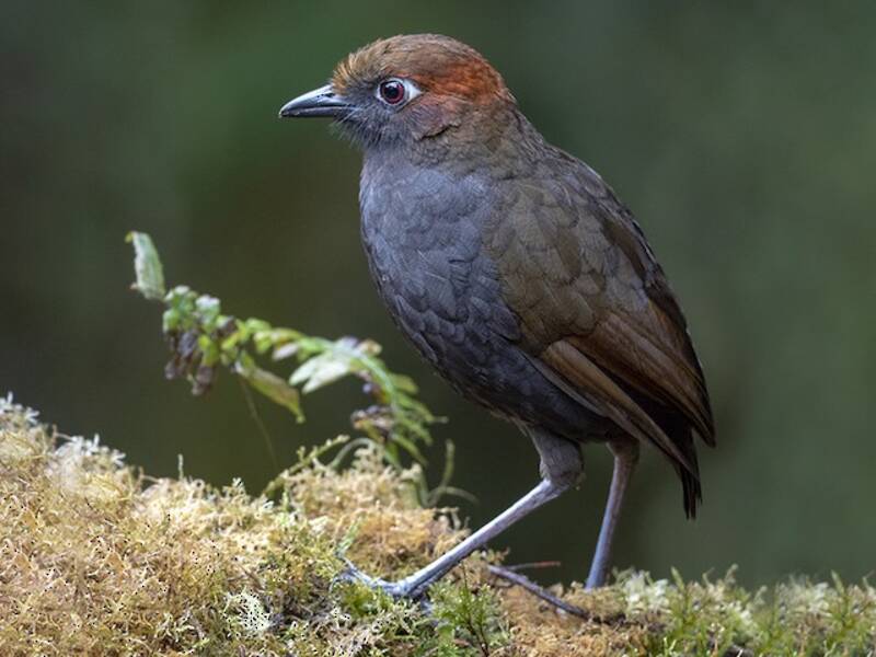 Chestnut-naped Antpitta, Photos 4