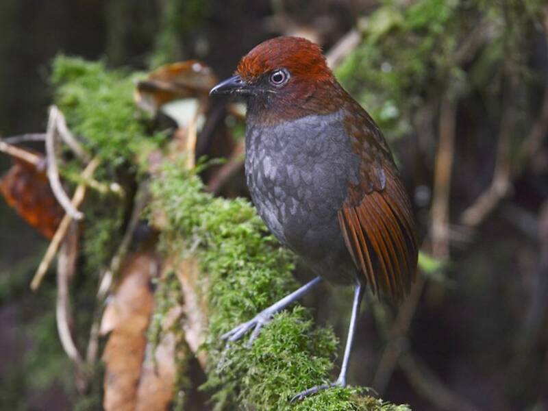 Chestnut-naped Antpitta