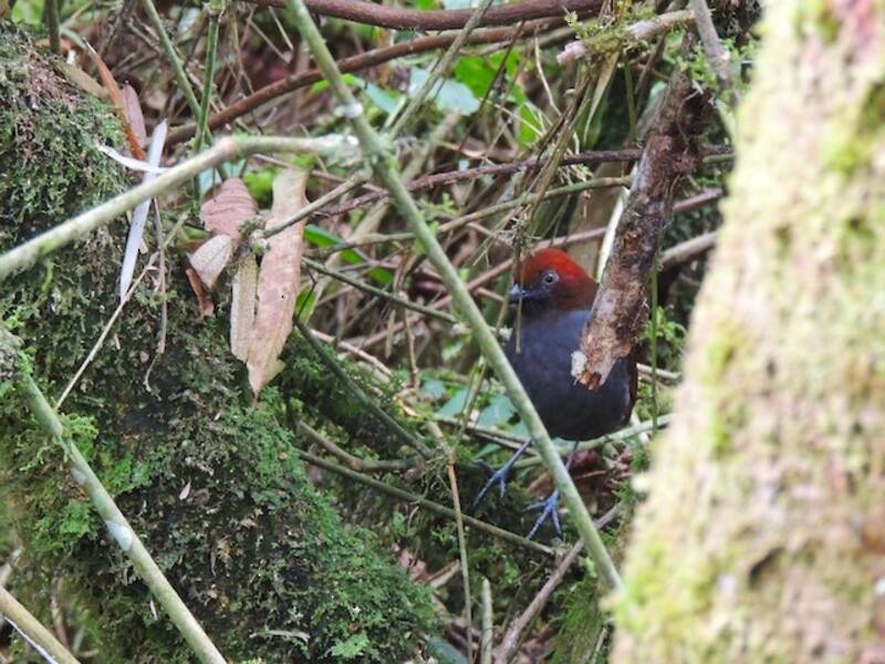 Chestnut-naped Antpitta, Photos 2