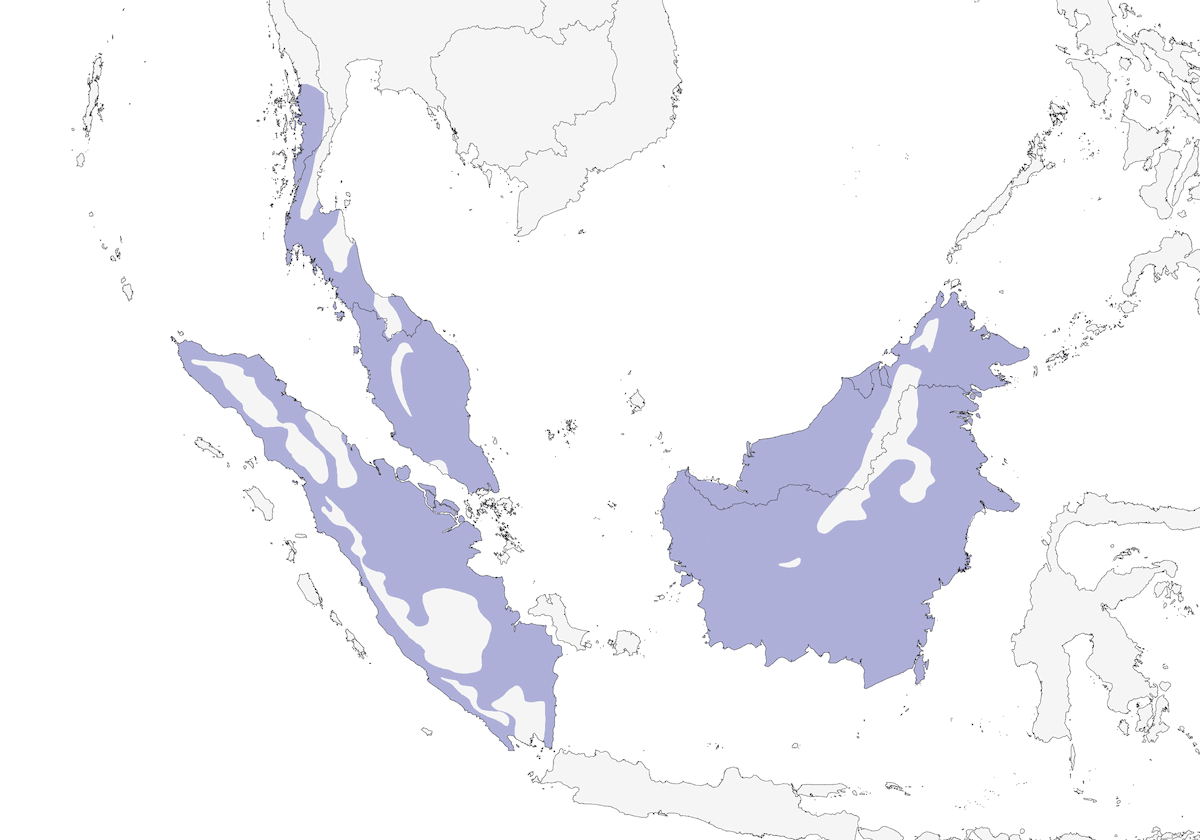 Horquilla de nuca castaña, Distribución 1