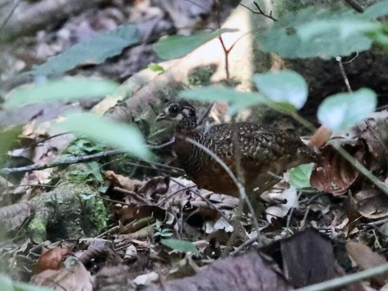 Sabah-Buschwachtel, Fotos 4