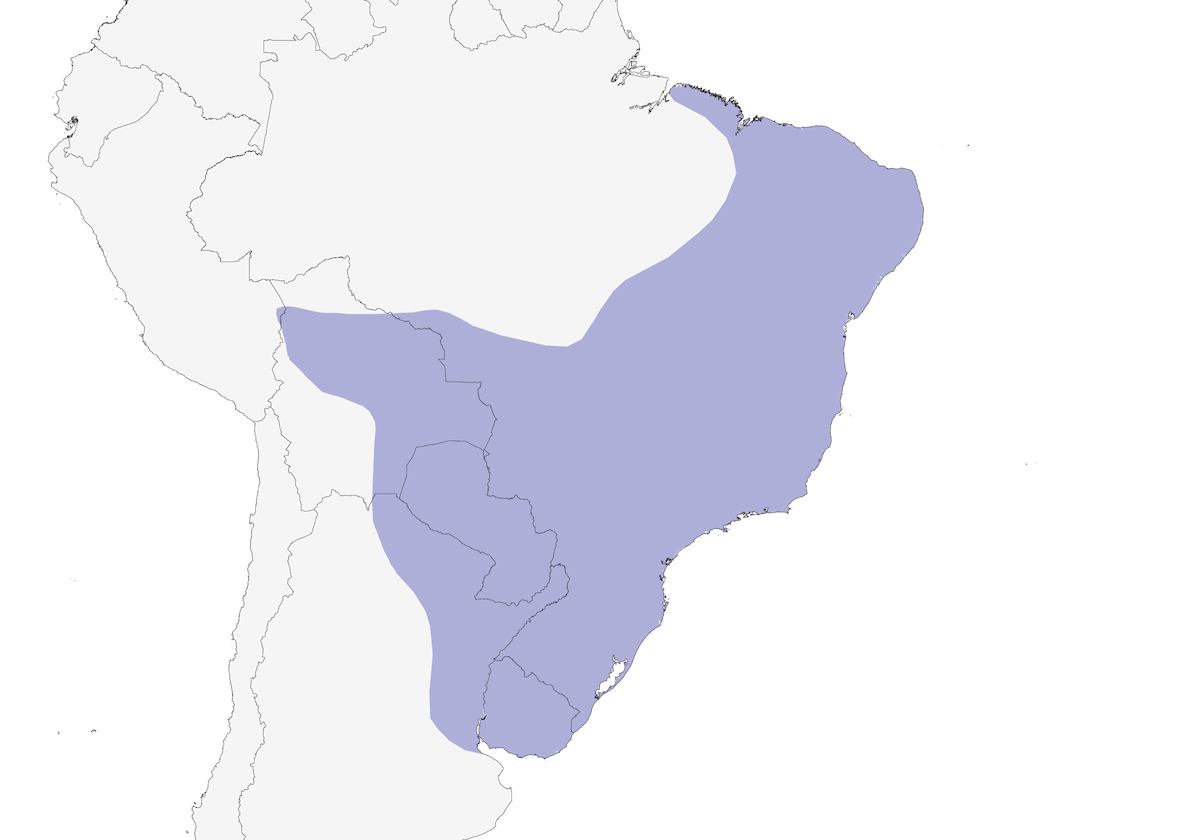 Ittero chopi, Distribuzione 1