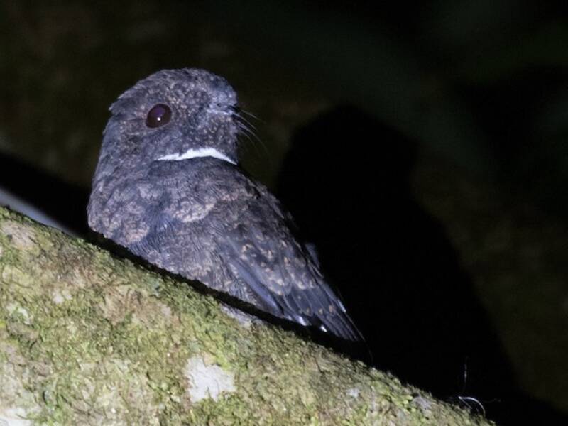 Chotacabras del Chocó