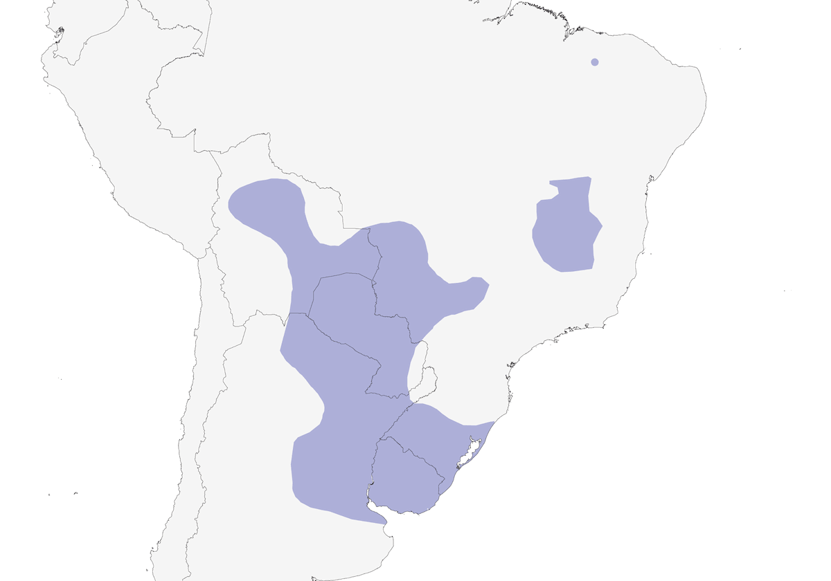 Colaespina Chotoy, Distribución 1
