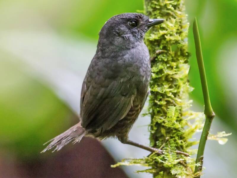 Choco Tapaculo