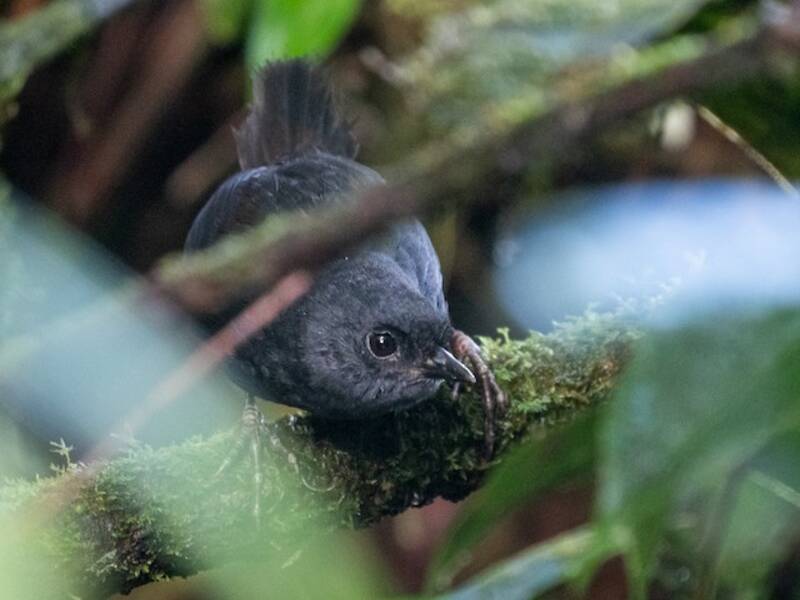 Choco Tapaculo, 照片 2