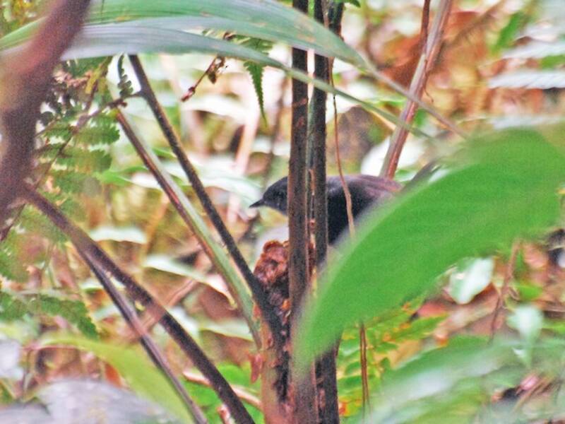 Choco Tapaculo, 照片 3