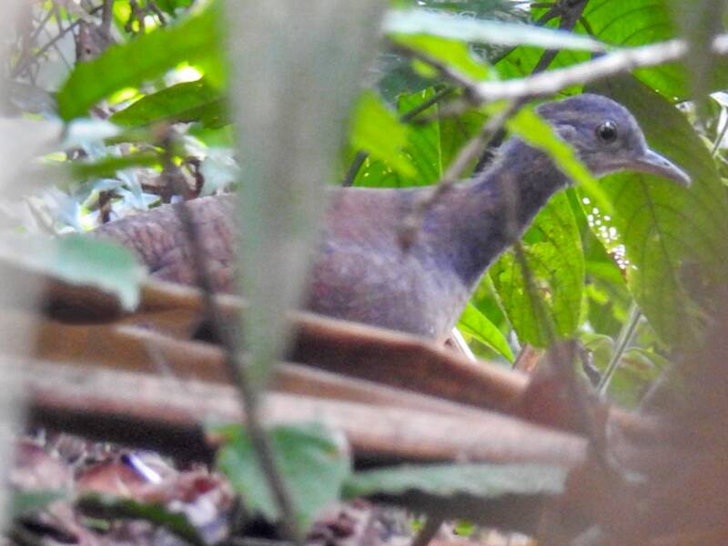 Choco Tinamou