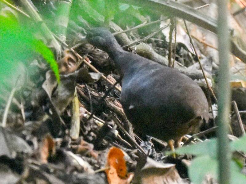 Choco Tinamou, 照片 2