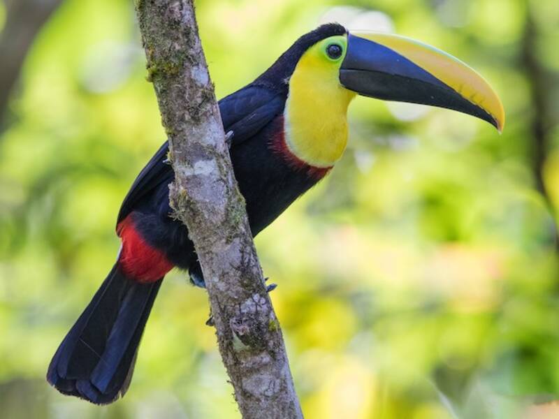 Choco Toucan