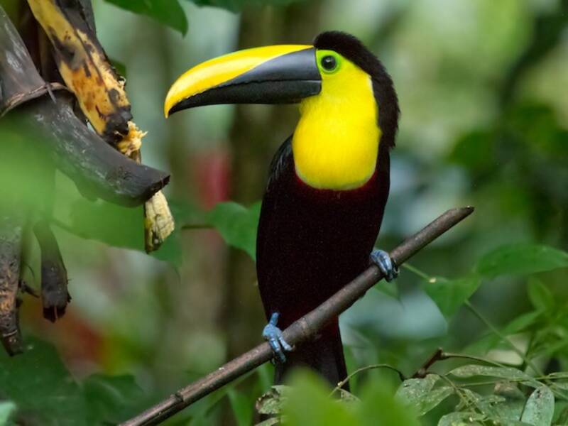 Toucan du Chocó, Photos 2