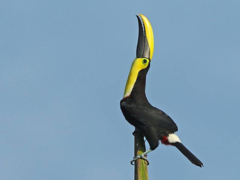 Toucan du Chocó, Photos 3